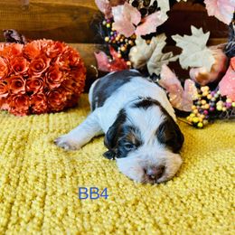 BB4 - Tri-Roan male English Springer Spaniel puppy in Britton, South Dakota from K&S Canines