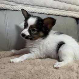 Angel - White black and tan female Papillon puppy in Central Florida, Florida from Sunshine Papillons Central Florida