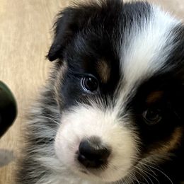 Boy 1 - Black tri-color Australian Shepherd puppy in Stephentown, New York from Crofton Australian Shepherds