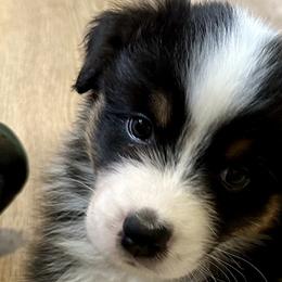 Boy 1 - Black tri-color Australian Shepherd puppy in Stephentown, New York from Crofton Australian Shepherds