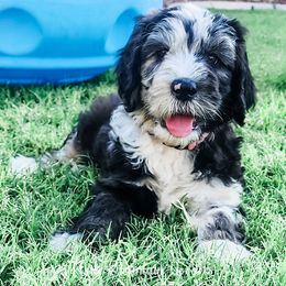 Labradoodle and Sheepadoodle Puppies from Mule Mountain Doodles