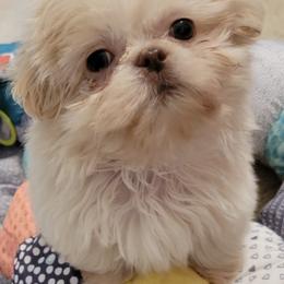 Shih Tzus from G & J Shih Tzu