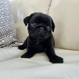 Male Black - Black male Pug puppy in Jacksonville, North Carolina from Coliseum de Cassiope