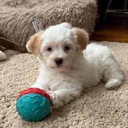 Onyx - Merle male Maltipoo puppy in Fredericksburg, Ohio from Edna Keim