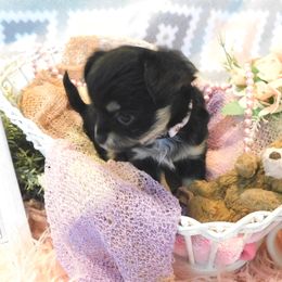 Chihuahua Puppies from Fine Whines & Lickers