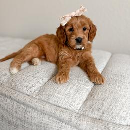 Cream Collar - Apricot female Goldendoodle puppy in Billings, Montana from Montana Raised Doodles