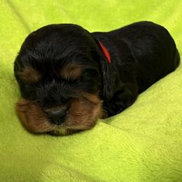 Arthur - Black and tan male Cavalier King Charles Spaniel puppy in Spokane, Washington from PJE Cavs and Poos