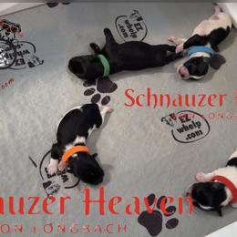 Corbin AKC (orange collar) - Parti male Miniature Schnauzer puppy in Pelzer, South Carolina from Schnauzer Heaven Von Longbach