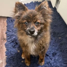 Koval - Black and brindle male Pomeranian puppy in Santa Ana, California from MattSue Notalapdog