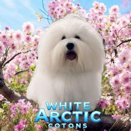 Coton de Tulear Puppies from White Arctic Cotons