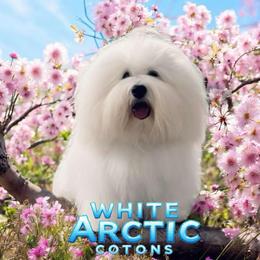 Coton de Tulear Puppies from White Arctic Cotons