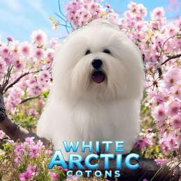 Coton de Tulear Puppies from White Arctic Cotons