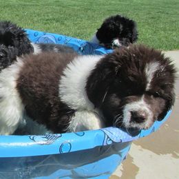 Newfoundland Puppies from Najuananlo Newfoundlands