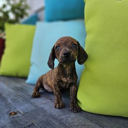Gabby - Brindle female Dachshund puppy in Florence, Arizona from Doxie Town Az