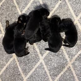 Boomer and Bakara Girl -3 - Black and red female German Shepherd puppy in Galt, California from At Redwood Runs