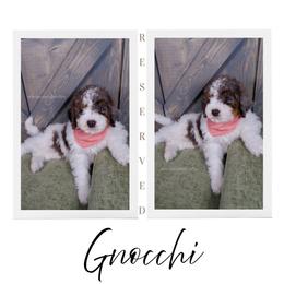 Jovie - Merle - Merle female Bernedoodle puppy in Bowling Green, Ohio from Windy Creek Doodles