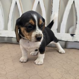 White - Black tan and white female Beagle puppy in Henefer, Utah from Lazy G Kennels
