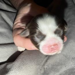 Girl 1 - Liver and white female Shih Tzu puppy in Statesville, North Carolina from Grimmly Blue’s Shih Tzus