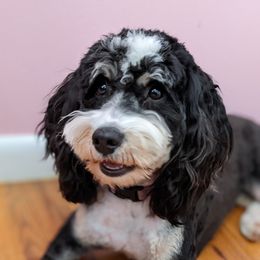 Roxy - Bernedoodle