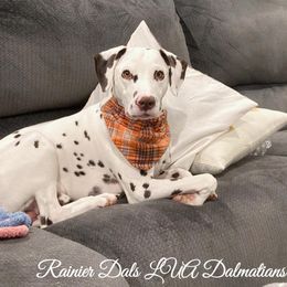 Dalmatian Puppies from Rainier DALS LUA Dalmatians of Washington