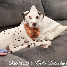 Dalmatian Puppies from Rainier DALS LUA Dalmatians of Washington