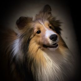 Simba - Shetland Sheepdog