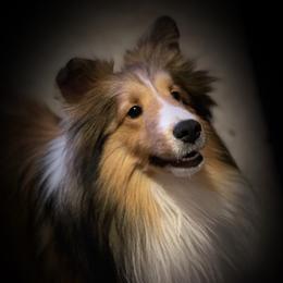Simba - Shetland Sheepdog