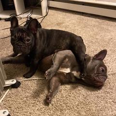 French Bulldogs from Salisbury Frenchies