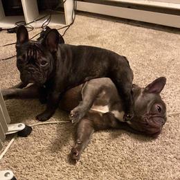 French Bulldogs from Salisbury Frenchies
