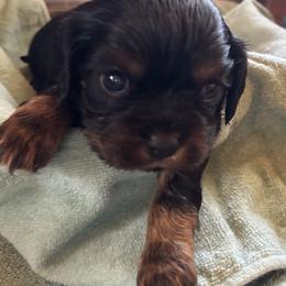 Light Blue collar male - Black and tan male Cavalier King Charles Spaniel puppy in Mcgregor, Minnesota from Country Cavaliers