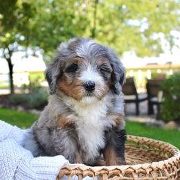 Boone-BLUE EYE - Blue merle male Bernedoodle puppy in Apple Creek, Ohio from Cuddle Paws
