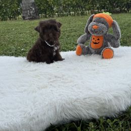 Mía - Chocolate and tan female Yorkshire Terrier puppy in Naples, Florida from 🤎 Dreaming Puppies 🐶
