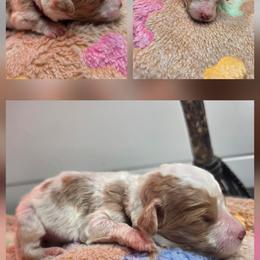 Keiko - Parti female Goldendoodle puppy in Palestine, Texas from KK's Doodle Bunch