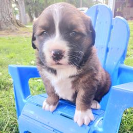Companion Cross and Saint Bernard Puppies from Coleman Saint Bernards of Ohio