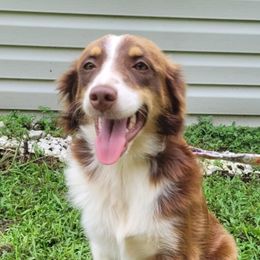 Byrdie - Miniature Australian Shepherd