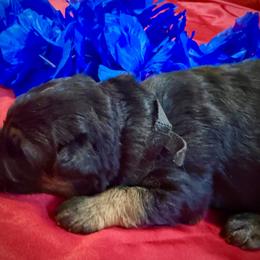 FRANK - Black and red male German Shepherd puppy in Yorkville, Illinois from Vom Archbold Haus World Class German Shepherds