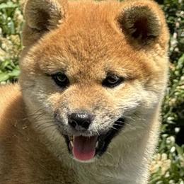 Shiba Inu Puppies from Kawako Shiba Inu