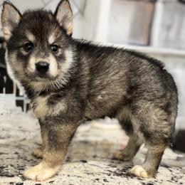 Cinder - Agouti and white female Siberian Husky puppy in Doswell, Virginia from Shinko Siberians