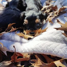 Yorkshire Terrier Puppies from The Yorkie Empire
