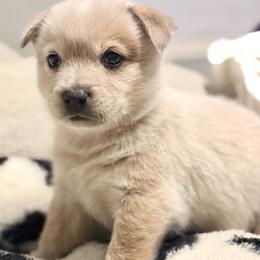 Boy 4 - male Australian Cattle Dog puppy in Pierpont, Ohio from Spotted Ewe ACDs