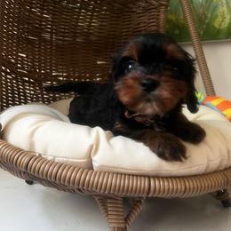 Ursula - Tri-color female Cavapoo puppy in Maple Grove, Minnesota from Honey Bit Kennels