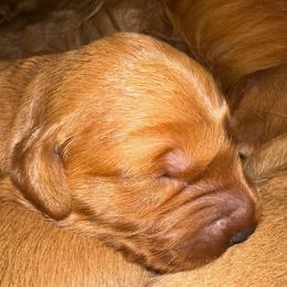 Colt - Dark golden male Golden Retriever puppy in Reading, Vermont from Green Mountain Golden Retrievers