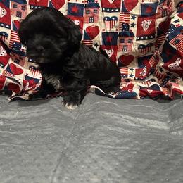 Boy 3 - Black and white male Havanese puppy in Running Springs, California from Shadycove K9