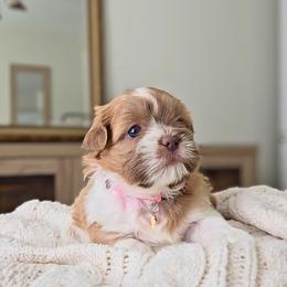 Belle - Cream and white female Shih Tzu puppy in Republic, Missouri from Kolo House Shihtzus