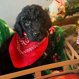 Goldendoodles from Triple N Goldendoodles