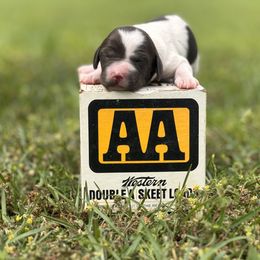 Brittany Puppies from HillTop Brittany Kennel