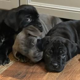 Cane Corso Puppies from Nuovo Inizi Kennels