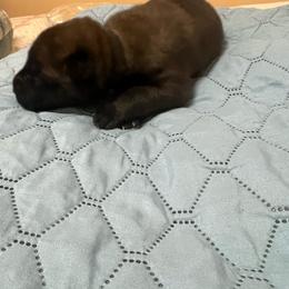Puppy 8 - Red sable female Belgian Malinois puppy in Henrico, Virginia from MonStar Malinois