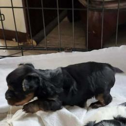 Boy 3 - Black and tan male Yorkshire Terrier puppy in Columbia, Tennessee from Middle Tennessee Teacup Yorkie puppies
