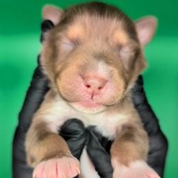 Jasmine3Boy3- RTM,LONG tail, blue eyes likely, CHIC-OFA-DNA-AKC Titled Parents - Red tri-color male Australian Shepherd puppy in South Hill, Virginia from Silverside Aussies LLC